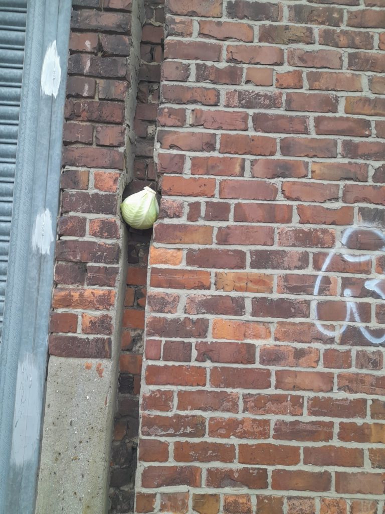 light green head of cabbage balancing precariously within a crevice in a brick wall